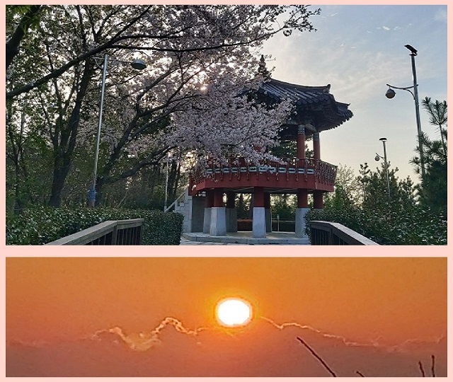 해마루 벚꽃과 일출